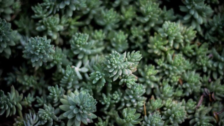 What Can 11Xplay Telegram Bot Do For Users?